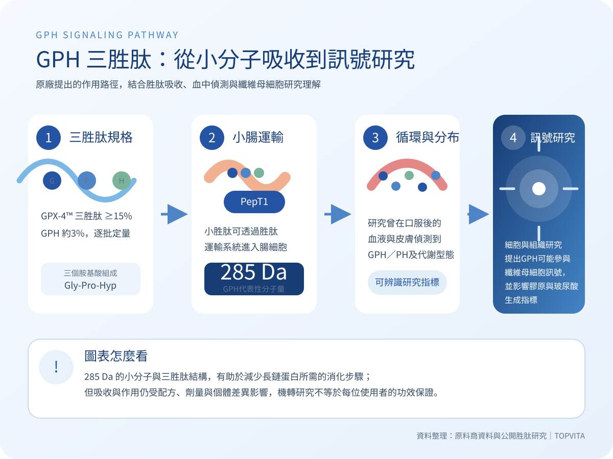 GPH三胜肽從小腸運輸到纖維母細胞訊號研究的機轉圖
