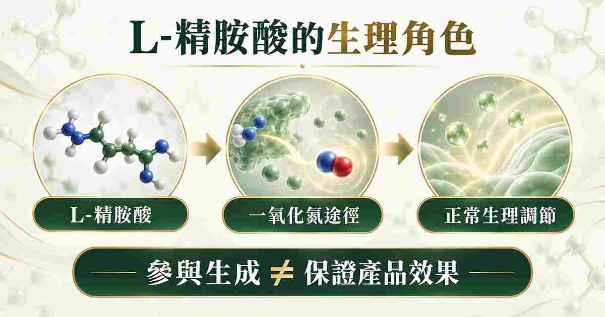 L精胺酸是什麼1200mg單方配方與運動補給指南